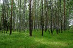 В лесу вблизи Заволжска