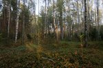 В лесу вблизи Заволжска